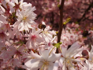 rosebud cherry blossom (a species of yoshino cherry blossom)	