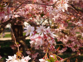 rosebud cherry blossoms (a subspecies of yoshino cherry)