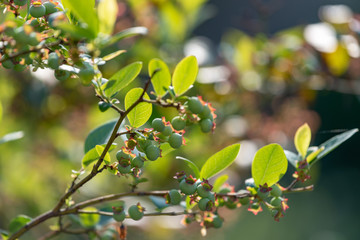 Young fruits of blueberry, on the branch