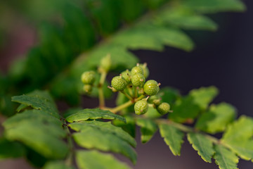 Young fruit of japanese pepper, on the branch, sansyo