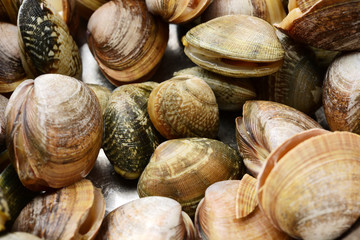 Stacked fresh raw clams on white background