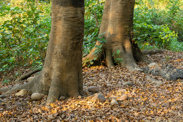 Obraz premium Trees trunk at road side