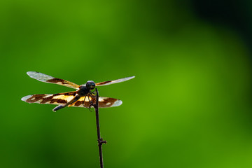 Rhyothemis variegata dragonfly perching on a dry perch