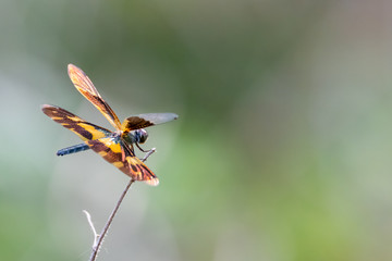 Rhyothemis variegata dragonfly perching on a dry perch