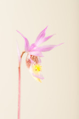 Obraz premium Wild Calypso Orchid - Flower Close-Up