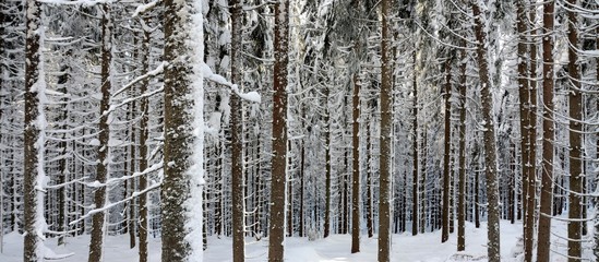 panoramic landscape in winter forest