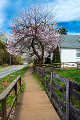  path along  highway under cherry blossom