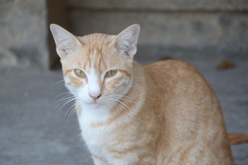 cute cat on cement floor