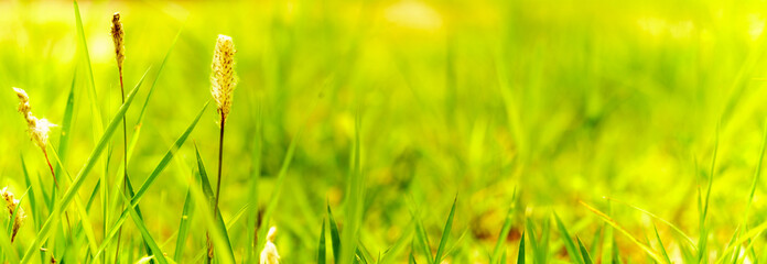 Panoramic view of green grass and seed on green colorful bokeh background, panoramic view of wild grass flower on green bokeh.