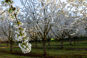 An Oregon cherry orchard in full bloom shows lines of trees covers in white blooms with branches in the foreground covered in white flowers.