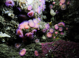 Fototapeta na wymiar Jewel anemone, Corynactis australis