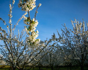 A view of a blooming cherry orchard, trees covered with white blossoms highlighted by evening light, branches in the foreground and orchard trees in the background.