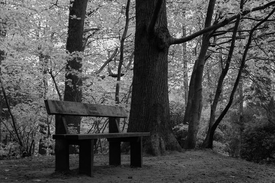 Bench Deep In The Woods. Infrared black and white.  Taken far into the woods of a lone bench.  Dulled down colors with a matte like finish on the image.  