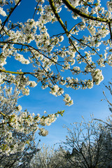 Beautiful branches of white cherry blossoms stand against a vivid blue sky in an Oregon orchard.