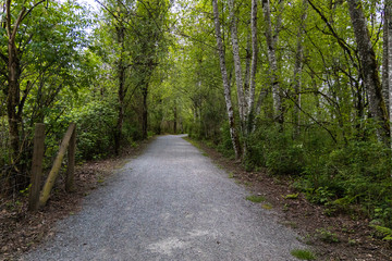 Fototapeta na wymiar Gravel path in the forest