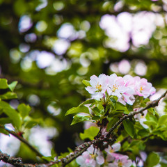 Pink/White Arbutus flowers 
