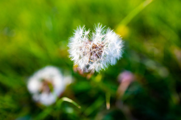 Closeup of part of dandelion (Taraxacum)