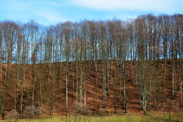 birch forest in autumn