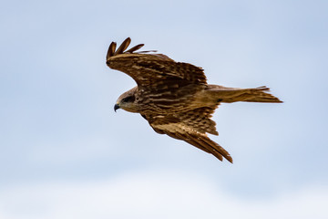 Falcon