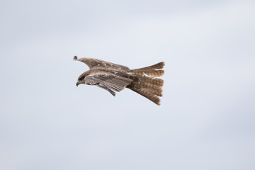 Falcon