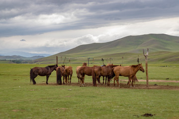 herd of horses on pasture