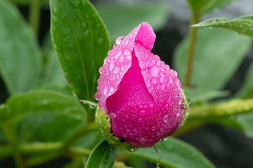 Raindrop Flower