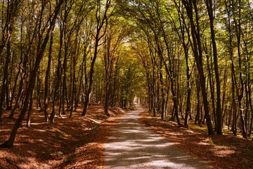 the road that crosses the fall forest 