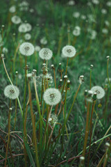 Dandelion bloom at the end of May