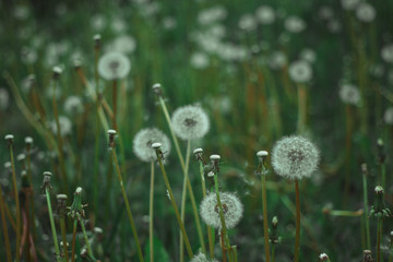 Dandelion bloom at the end of May