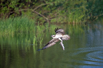 Western osprey in flight over water with green background and a fresh caught fish grasped by the tail.