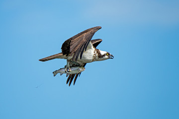 Western osprey in flight with fresh caught fish and blue sky in the background.