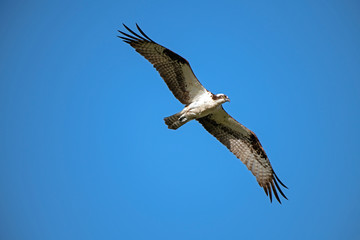 Western osprey in flight seen from underneath with wings outstretched and a bright blue sky in the background.
