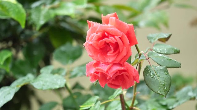 Beautiful red roses in wind and rain, 4k movie, slow motion.