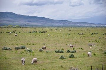 Sheep grazing in Landscape stormy panorama view from the border of Utah and Idaho from Interstate 84, I-84, view of rural farming, sheep and cow grazing land in the Rocky Mountains. United States.