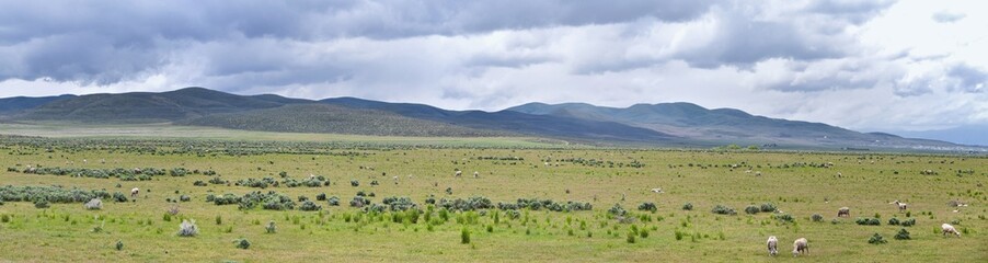 Obraz premium Sheep grazing in Landscape stormy panorama view from the border of Utah and Idaho from Interstate 84, I-84, view of rural farming, sheep and cow grazing land in the Rocky Mountains. United States.