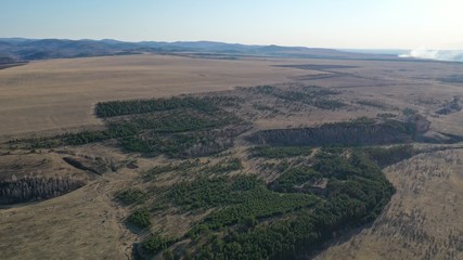 Forest in Bichura