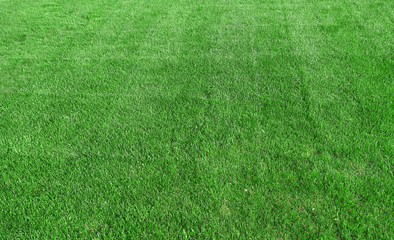 Fototapeta na wymiar top view of real green grass background