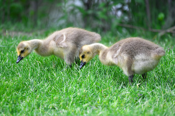 Canada goose goslings eating on the green meadow