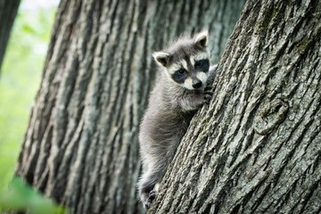 Cute baby raccoon climbing tree 