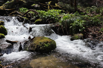 日本　青森県の奥入瀬渓流