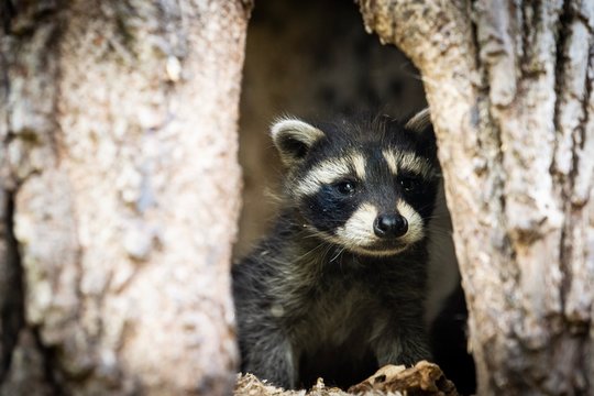 Baby raccoon peaking out from tree