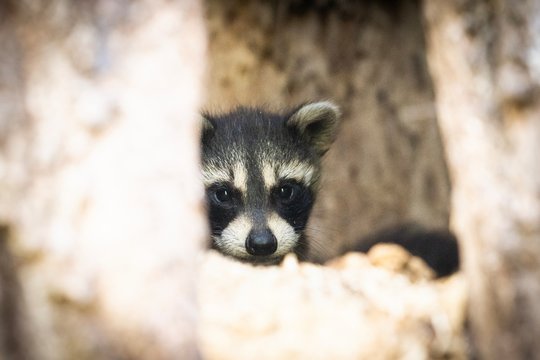 Baby raccoon peaking from tree