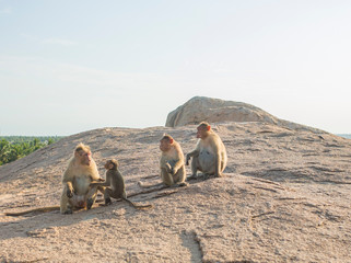 岩山の上の猿　マハーバリプラム