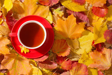 cup of tea on background autumn leaves