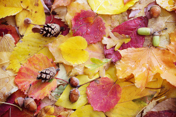 autumn leaves with water drops