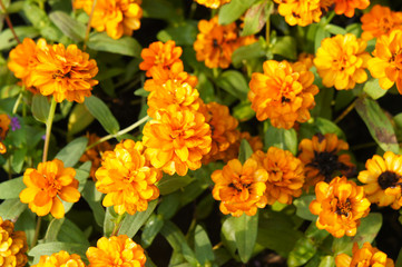 Zinnia elegans orange king orange flowers with green background