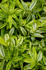 Dracaena surculosa sunny day green leaves background vertical vertical