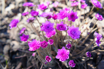 Hepatica nobilis rosea plena bunch of pink early flowers