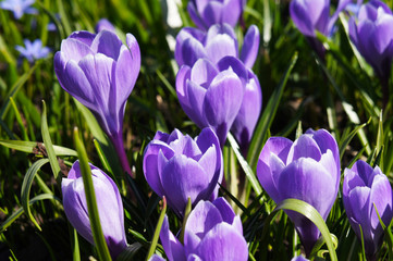 Violet crocus flowers or crocus sativus in green grass