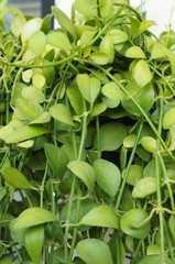 Dischidia nummularia climbing green plant